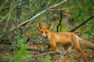 Állatvilág ukrajna: fauna polesia, leckepep, sztyeppek, hegyek, tengerek és folyók